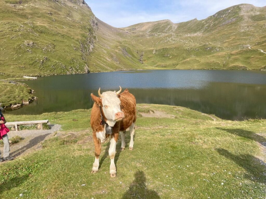 Sogar die Kühe sagen einem "Grüezi"